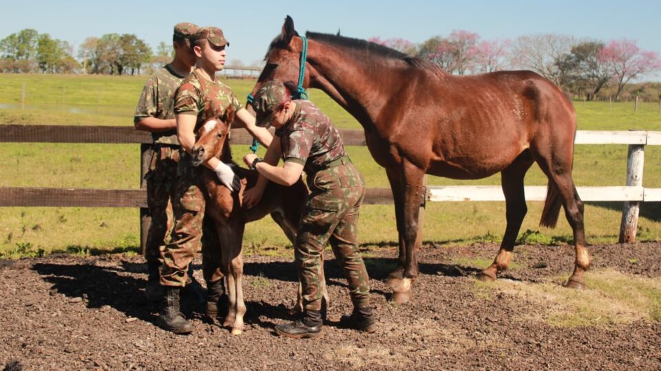 Onde são criados os cavalos militares usados pelo Exército no Brasil?
